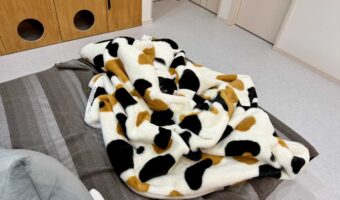 【隠れたネコを捜せ】パッと見では気づかない・・・毛布に溶け込んだネコ!「いないかと思いました」「難易度が高い」との声!あなたは見つけられますか?