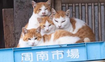 まるで鏡餅!?仲良く重なり合うネコたちが話題に!「見事なお供えネコ」「適度に焼き色がついたお餅」