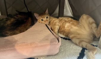 こたつの中に潜り込んでいたネコ。こたつの中をうかがうと・・「オレたちのこたつへようこそ」な顔とポーズだった！