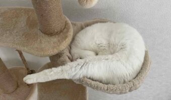 キャットタワーの『謎の物体』に反響「修正テープの詰替カートリッジ？」「 飛び込みの選手にも見えてきた」