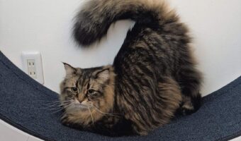 キャットホイールでデンっ!しゃちほこのようなポーズのネコが話題に「ニャチホコさん」「歩かないの?」