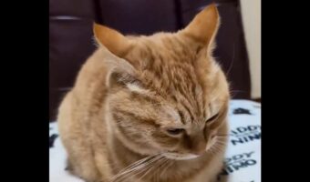 ネコがおててないないになる瞬間を捉えた動画が話題に!「見ちゃった」「ウサギにも見えます」