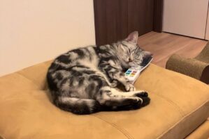 ネコはリモコンを枕にしてぐっすりお休み中「いい枕だにゃ」「ボタンがツボ押しで気持ちいいにゃ」