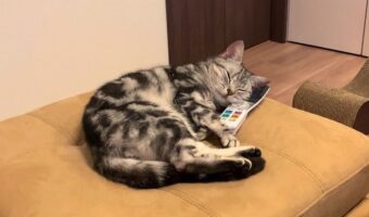ネコはリモコンを枕にしてぐっすりお休み中「いい枕だにゃ」「ボタンがツボ押しで気持ちいいにゃ」