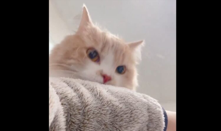 一体何が？スコティッシュストレートがハッとした瞬間、その表情に反響！