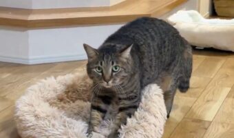 飼い主さんにゆっくり近付いてくるネコ。『やんのかこねこね』をしながら向かってくる様子が話題に「こねこねじりじり」「甘えてるのか怒ってるのか」