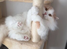 リニューアルした爪とぎにネコ大喜び！ぎゅっと抱き着いちゃってかわいすぎ！！