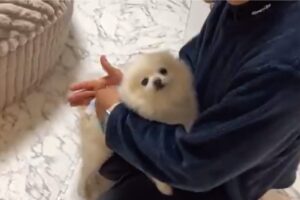 オムツをつけやすいように協力してくれるポメラニアンが話題に！「お利口さん」「泣きたいくらいかわいい」