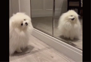 ポメラニアンは鏡に映る自分のかわいさに気付いている！？「かわいいもん」「気づいてますね」