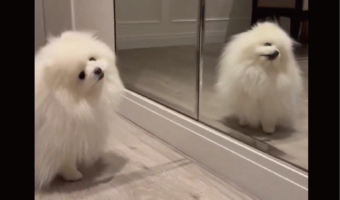 ポメラニアンは鏡に映る自分のかわいさに気付いている!?「かわいいもん」「気づいてますね」