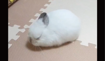 ウサギがお餅になっちゃった！？その寝姿に反響「まんまるお餅が落ちてますね」「電池切れちゃったのね」