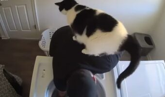 お手伝いがしたい!洗濯中にネコが背中に乗って来た!?【アメリカ・動画】