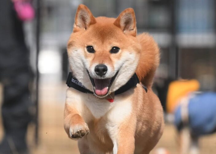 「こんなに楽しそうな顔して走ってたんだね」プロのカメラマンに撮ってもらい初めて知った愛犬の表情に反響！