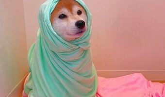 初雪で遊び終えた柴犬の様子が話題に!「楽しかった顔してますね」「心なしか満足気」