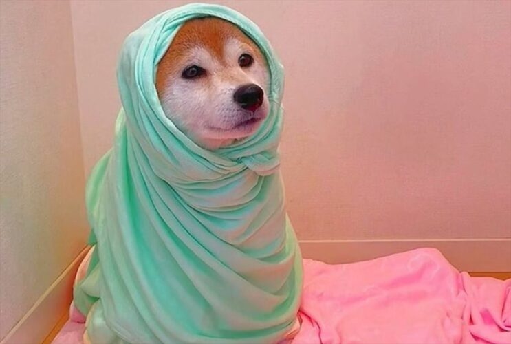 初雪で遊び終えた柴犬の様子が話題に！「楽しかった顔してますね」「心なしか満足気」