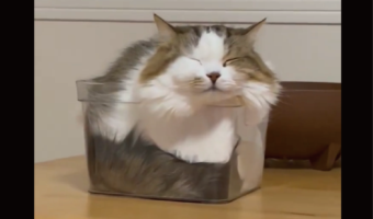 「私は何を飼っているんだろう・・」透明なケースに潜り込んだネコの姿が話題に