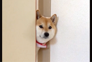 体がつっかえてる？柴犬が困っているかと思いきや・・通れないふりだった！？「役者なシーバさん」「思春期の娘の部屋に来たお父さんみたい」