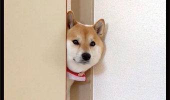 体がつっかえてる？柴犬が困っているかと思いきや・・通れないふりだった！？「役者なシーバさん」「思春期の娘の部屋に来たお父さんみたい」