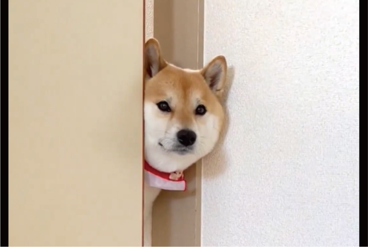 体がつっかえてる？柴犬が困っているかと思いきや・・通れないふりだった！？「役者なシーバさん」「思春期の娘の部屋に来たお父さんみたい」