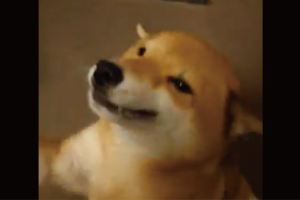 飼い主さんを盛大に出迎える柴犬が話題に！「うれしいが爆発してます」「嬉しい嬉しい！！」