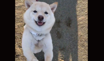 柴犬の猛烈なかまってアピールが話題に!「もふりたいい!」「こんな顔されたらずっと触ってしまう」