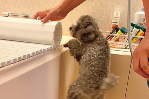 お風呂の蓋を開け閉めに大興奮のトイプードル！「躍動感がすごい」「浮いてる」