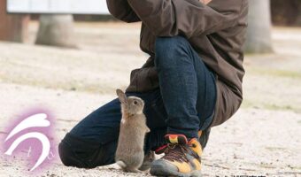 仔ウサギが足元で猛アピール！かわいすぎると話題に「スニーカーより小さい」「安心してくっついてる」