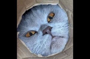 ダンボールの底にカメラを置いたら・・ネコ好きにはたまらない絶景の撮影成功！！【海外・動画】