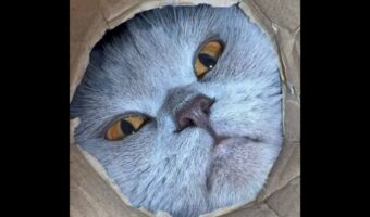 ダンボールの底にカメラを置いたら・・ネコ好きにはたまらない絶景の撮影成功！！【海外・動画】