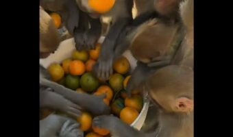 バケツいっぱいのオレンジが消えていく!我先に手を伸ばすサルたちが迫力満点!!【海外・動画】