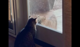 愛猫のお友達?窓の外にボブキャットがやって来た!?【アメリカ・動画】