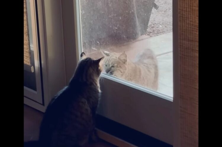 愛猫のお友達？窓の外にボブキャットがやって来た！？【アメリカ・動画】