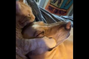 ぎゅ～～っとして離さない！大好きな同居犬に愛情たっぷりの熱いハグとキスを贈るネコ【アメリカ・動画】