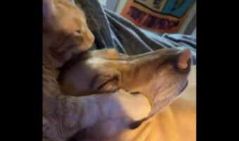 ぎゅ～～っとして離さない！大好きな同居犬に愛情たっぷりの熱いハグとキスを贈るネコ【アメリカ・動画】