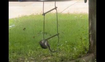 リスだって遊びたい?木に掛けられた梯子のブランコに飛び乗ろうとジャンプ!【アメリカ・動画】