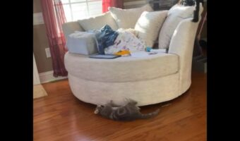 楽しい遊びみつけた!回転ソファの周りを走り回るネコ【アメリカ・動画】