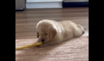 子犬VSニンジン！？接近してはビクッ！の連続で子犬が押され気味？【アメリカ・動画】