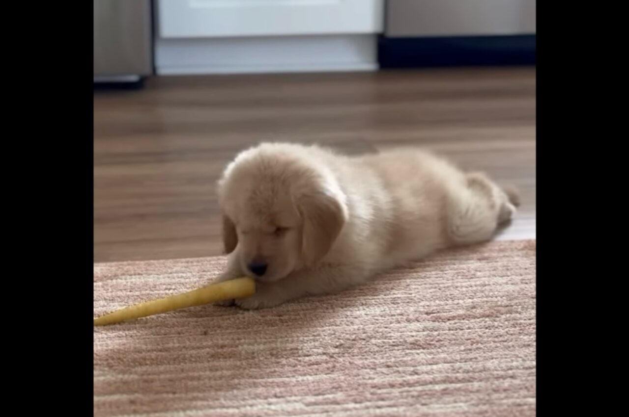 子犬VSニンジン!?接近してはビクッ!の連続で子犬が押され気味?【アメリカ・動画】