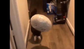 風船をゲットしてルンルン！嬉しそうに駆け出したネコがかわいすぎる【海外・動画】