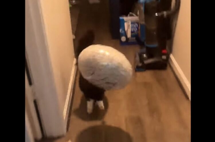 風船をゲットしてルンルン！嬉しそうに駆け出したネコがかわいすぎる【海外・動画】