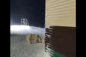 角を曲がろうとしたら・・前方にホッキョクグマが！？絶体絶命の危機を救ってくれたのは勇敢な愛犬でした【海外・動画】