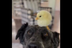 ヒヨコが登頂成功！見事たどり着いたその場所は・・仲良しのイヌの頭！？【アメリカ・動画】