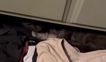 愛猫が行方不明!?必死に捜索する中で、半開きのチェストの中も確認すると・・見慣れた毛並みが!【海外・動画】
