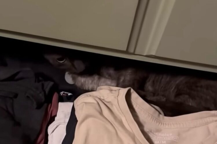 愛猫が行方不明！？必死に捜索する中で、半開きのチェストの中も確認すると・・見慣れた毛並みが！【海外・動画】