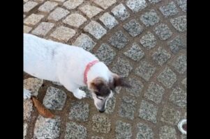 お水はどこ？噴水の水が凍っていて困惑するイヌ【海外・動画】