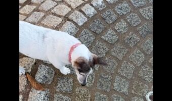 お水はどこ?噴水の水が凍っていて困惑するイヌ【海外・動画】