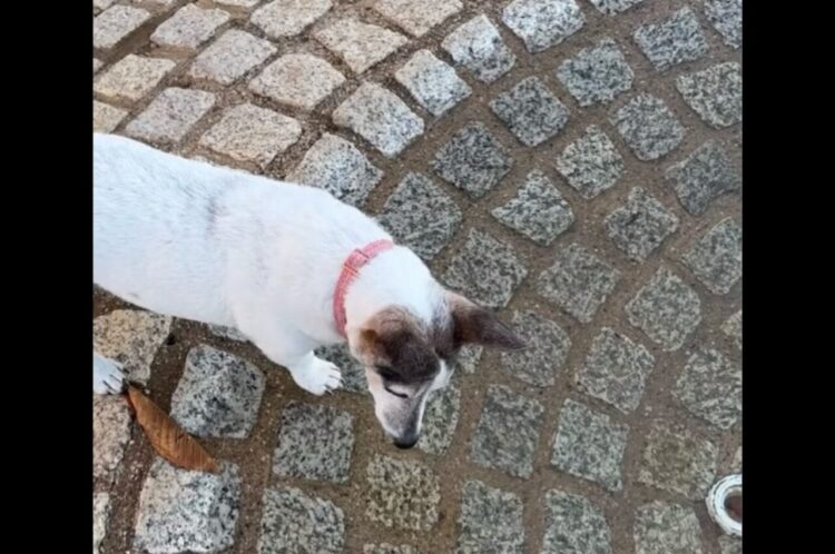 お水はどこ？噴水の水が凍っていて困惑するイヌ【海外・動画】