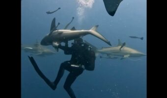見ていてヒヤっ！サメの群れに囲まれながら、サメに刺さっている釣り針を取る勇敢なダイバー！【海外・動画】