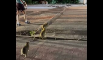 道路を横断したいカピバラの赤ちゃんたち。危険から守るため、人々が協力して誘導!【海外・動画】