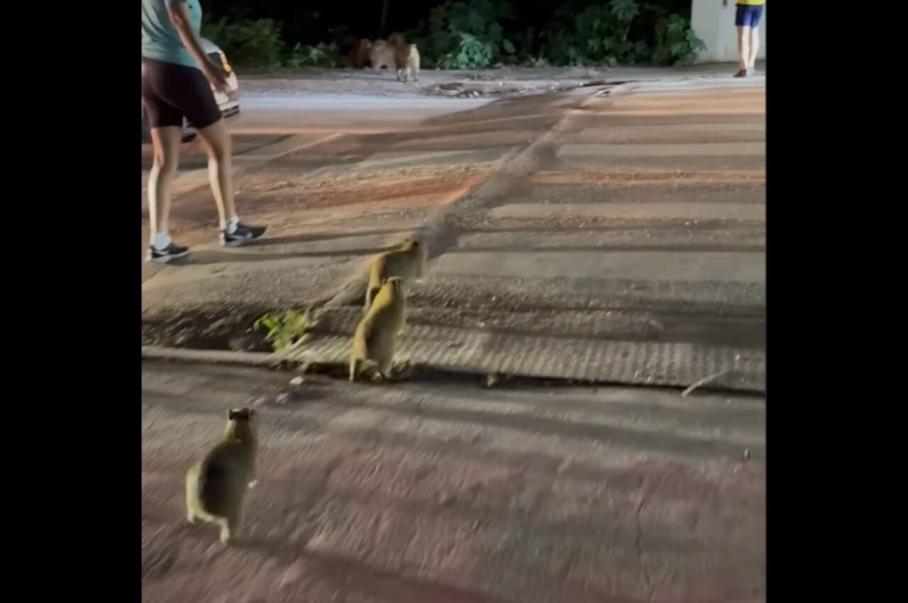 道路を横断したいカピバラの赤ちゃんたち。危険から守るため、人々が協力して誘導!【海外・動画】
